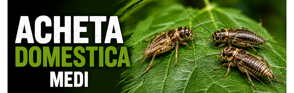 ACHETA MEDI