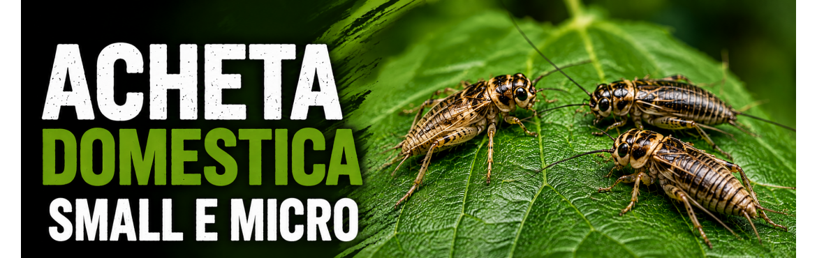 ACHETA SMALL E MICRO