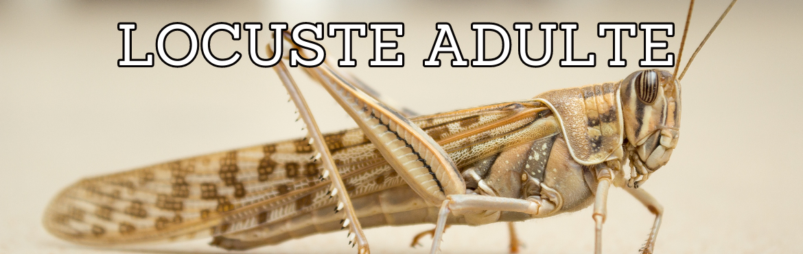 Vendita di locuste adult per rettili - terrari e accessori | Reptyfood