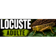 LOCUSTE ADULTE