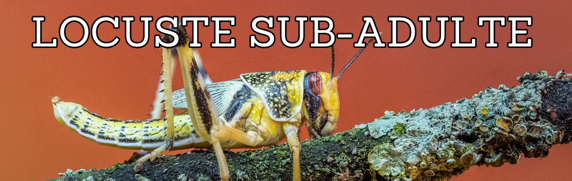 Vendita di locuste subadulte per rettili  | Reptyfood