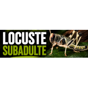 LOCUSTE SUB ADULTE