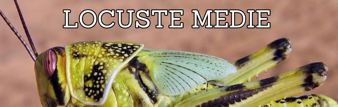 Vendita di locuste medie per rettili - terrari e accessori | Reptyfood