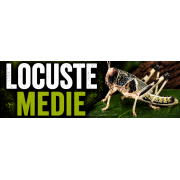 LOCUSTE MEDIE