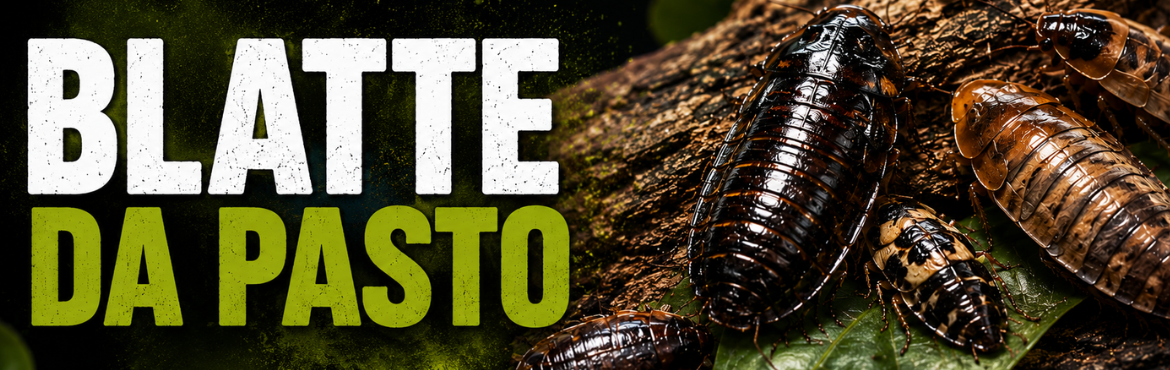 BLATTE DA PASTO PER RETTILI