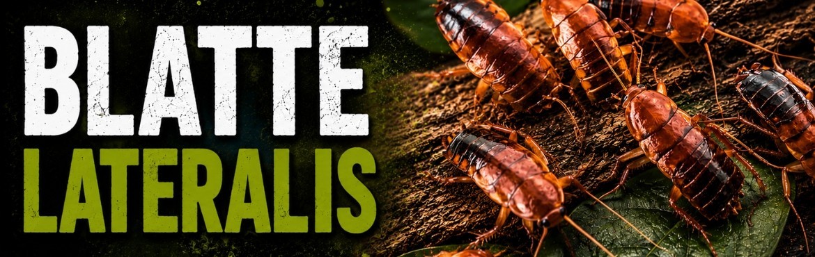 BLATTE LATERALIS