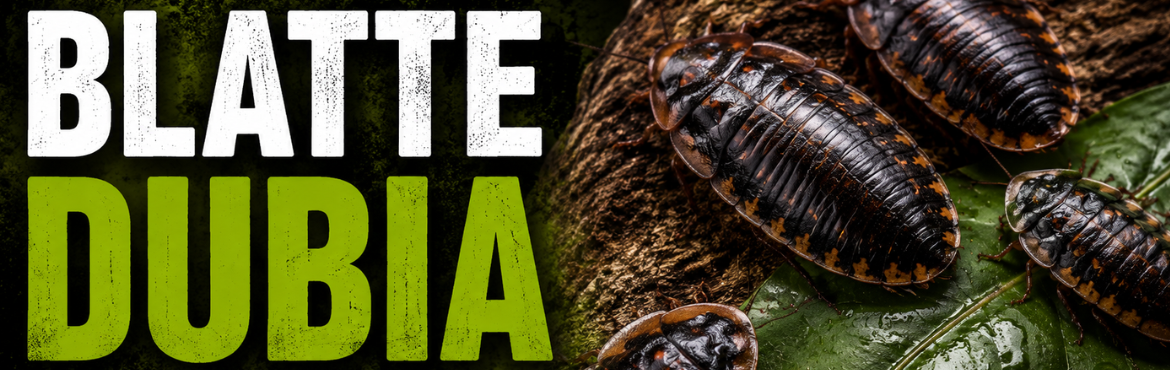 BLATTE DUBIA