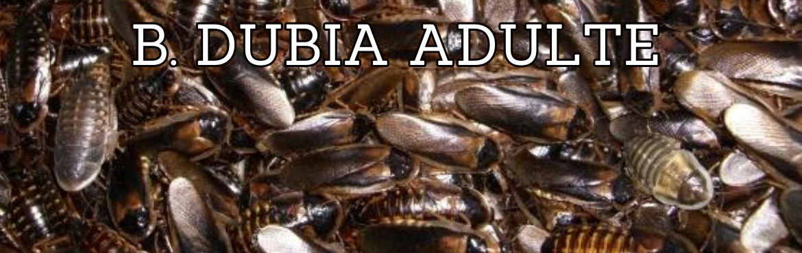 Vendita di dubia adulte per rettili - terrari e accessori | Reptyfood