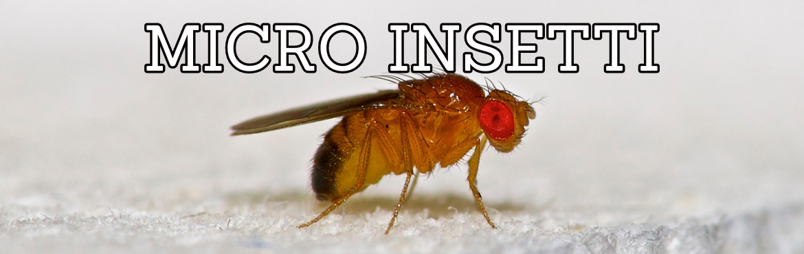 Vendita di micro insetti per rettili - terrari e accessori | Reptyfood