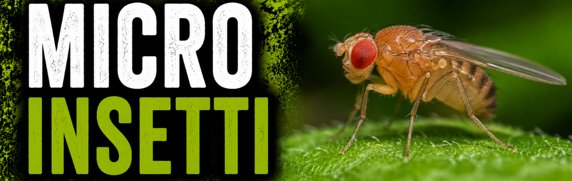 MICRO INSETTI