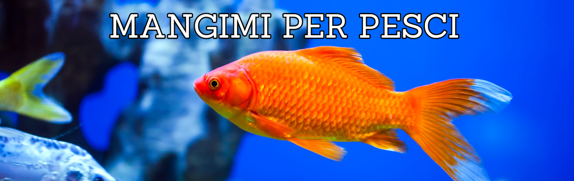 Mangime per Pesci Tropicali - Nutrizione Completa per Acquari | Reptyf