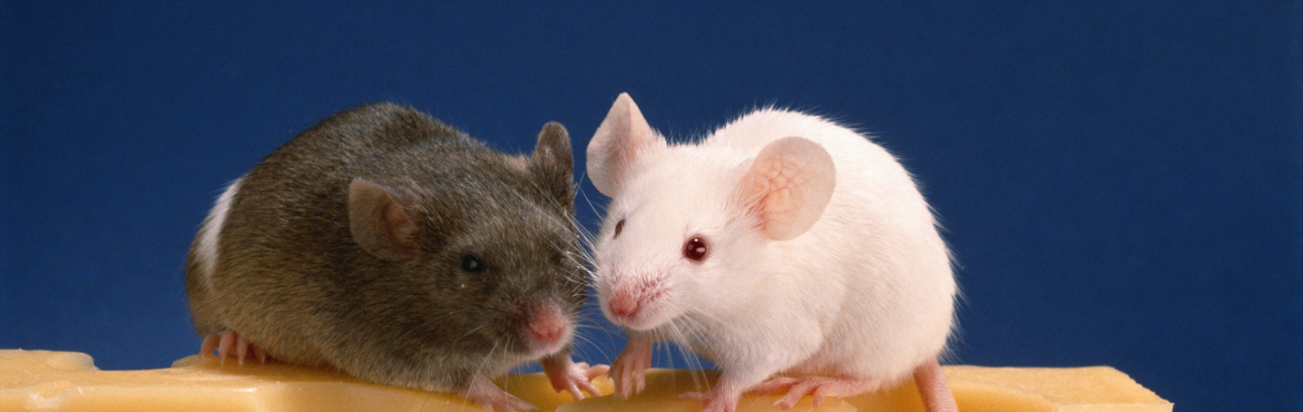 Alimenti per Topi e Ratti - Alta Qualità e Nutrizione | Reptyfood