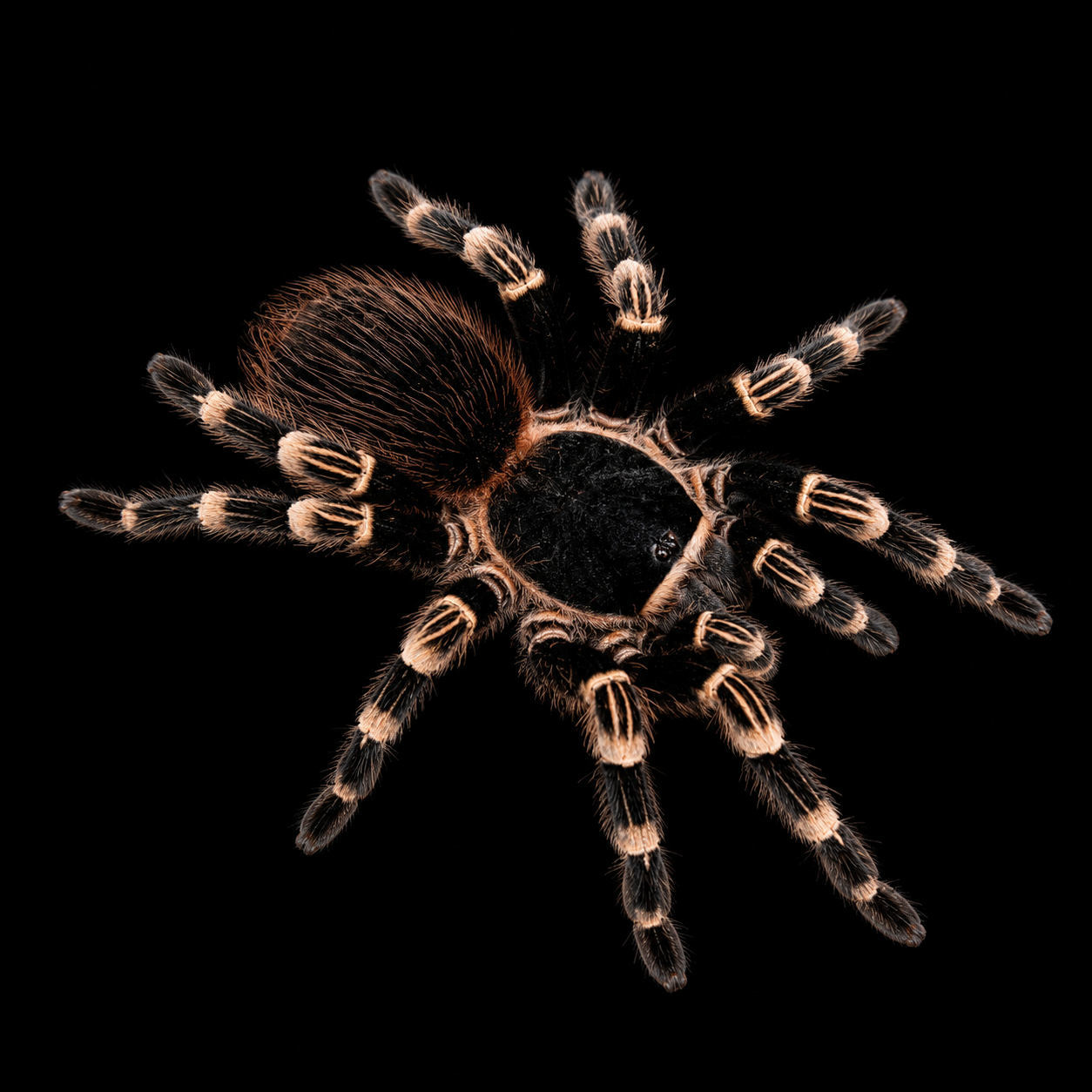 cosmetic