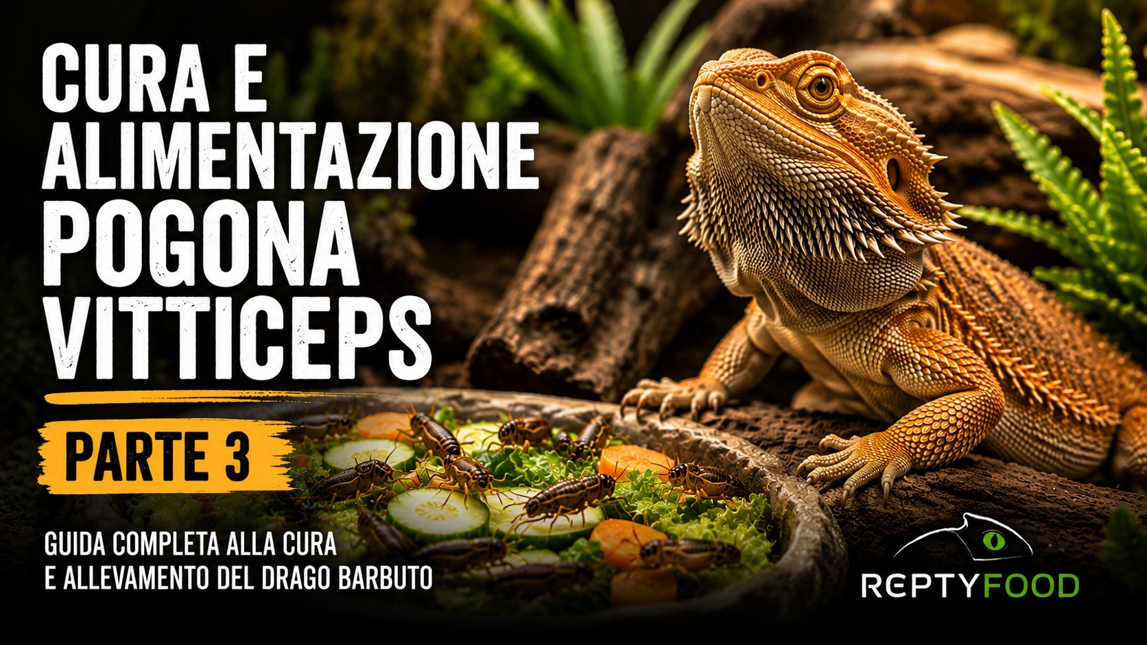 Guida al Drago Barbuto (Pogona vitticeps) - TERZA PARTE