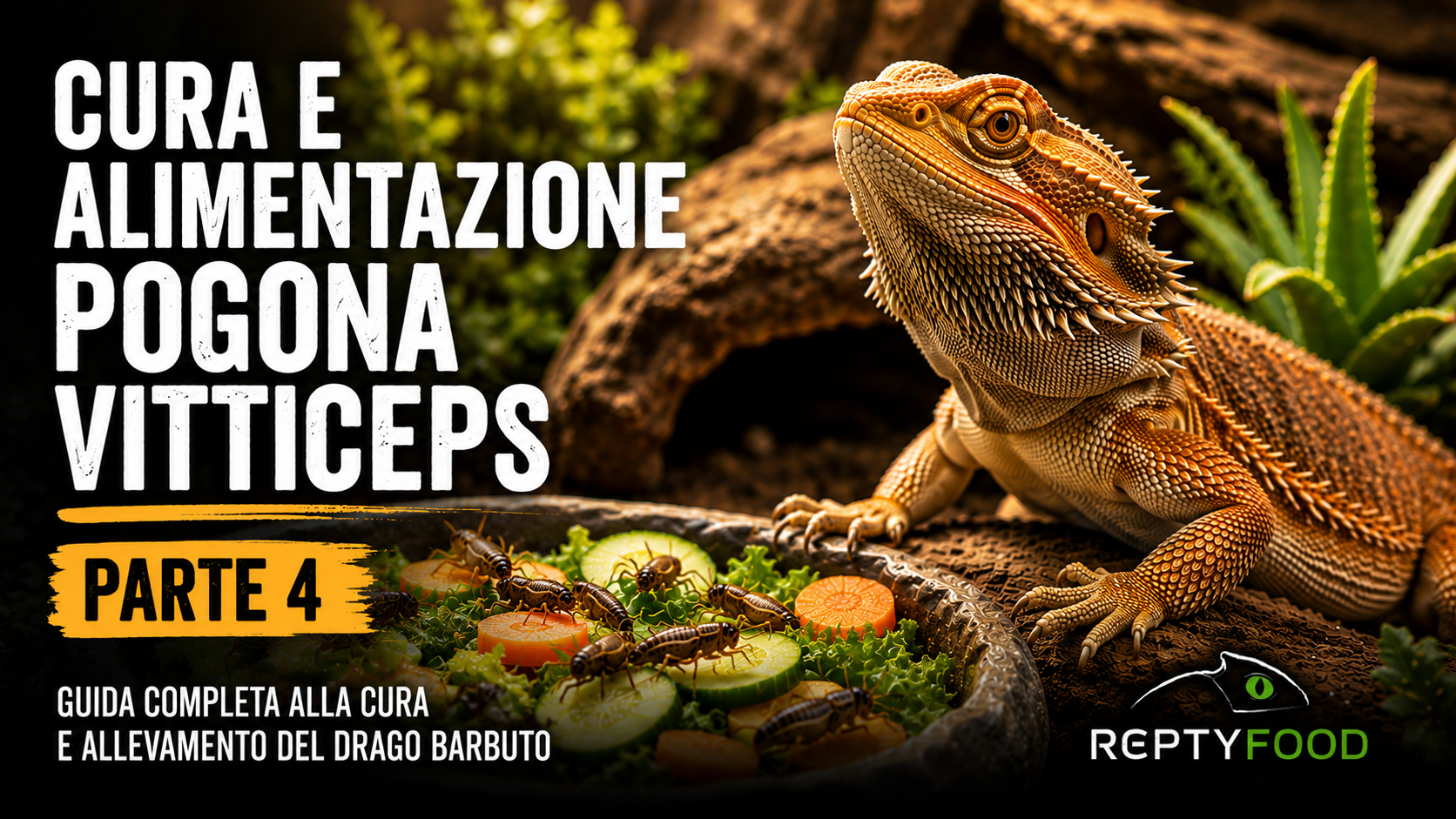 Guida al Drago Barbuto (Pogona vitticeps) - QUARTA PARTE