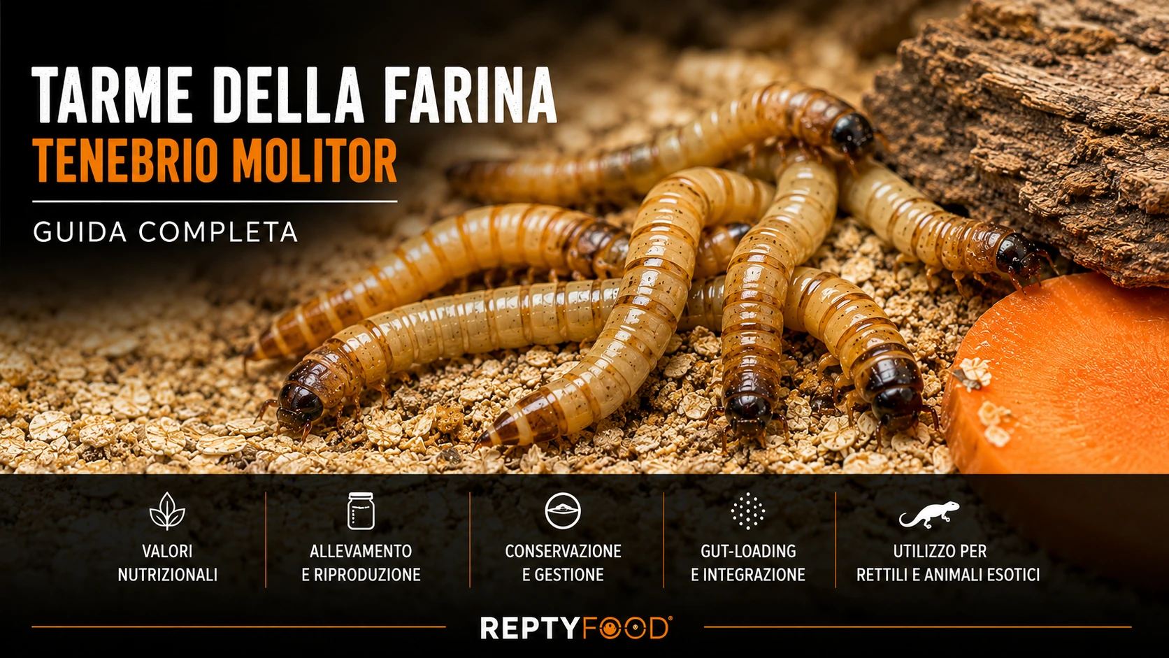 Cura e alimentazione Tarme della farina (Tenebrio molitor)