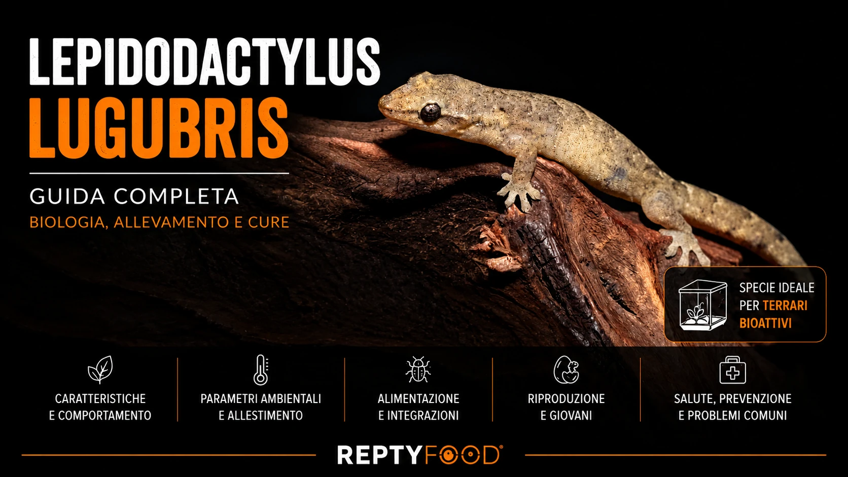 Lepidodactylus lugubris: guida completa all’allevamento, alimentazione e riproduzione