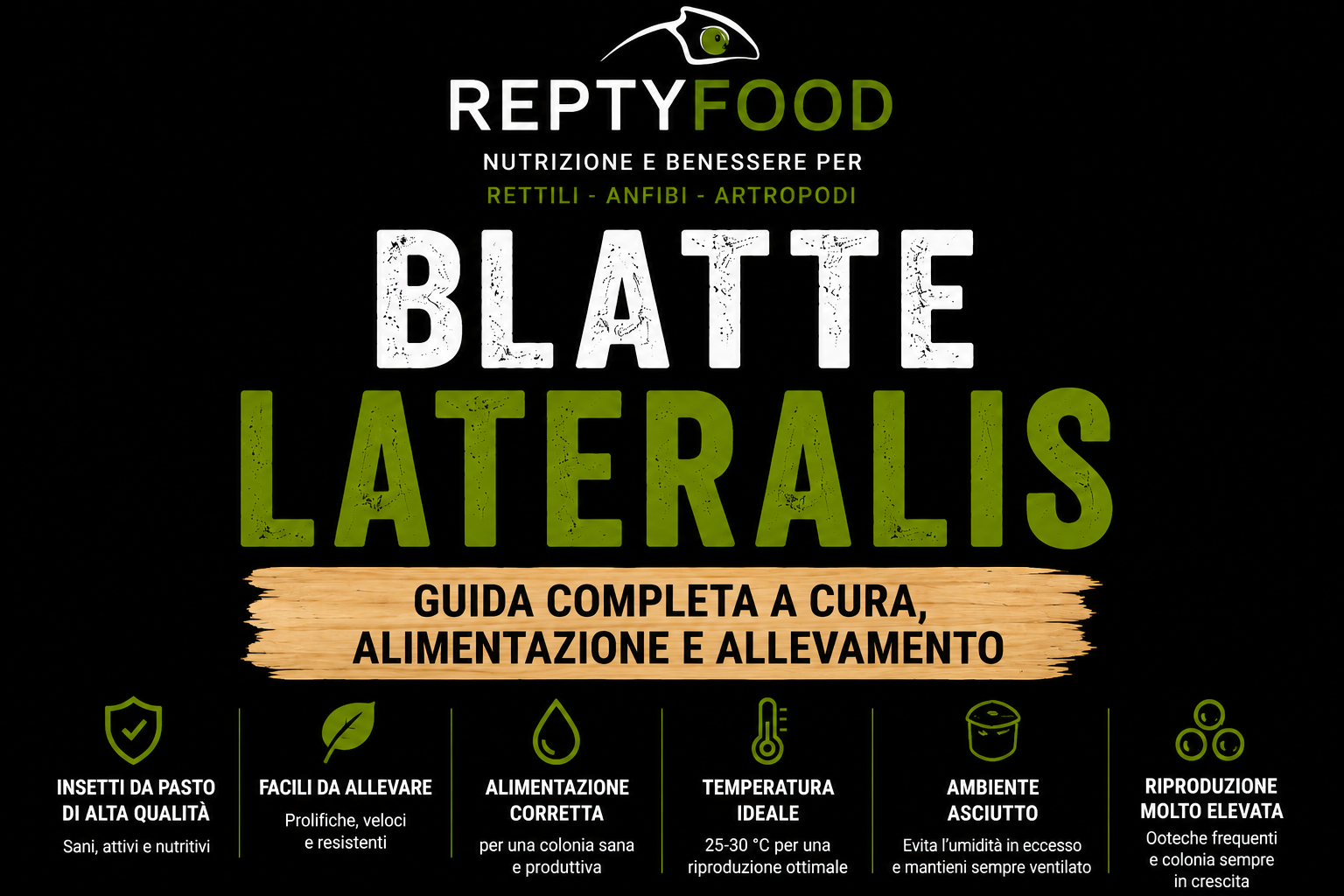Blatte Lateralis: guida completa a cura, alimentazione e allevamento