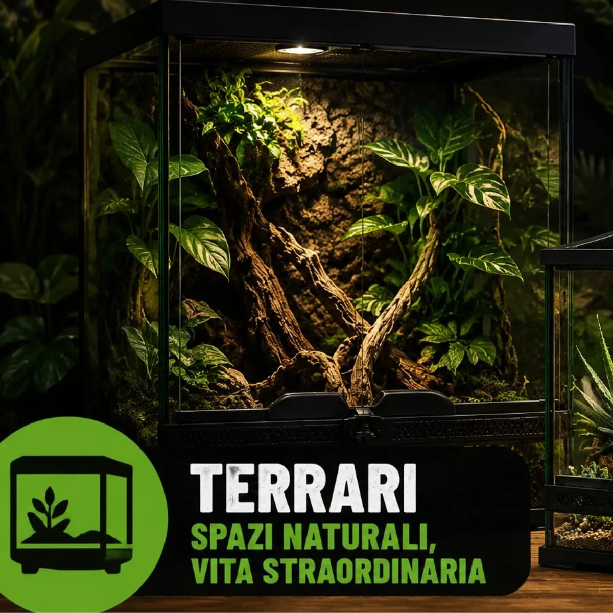Terrari e camaleontari